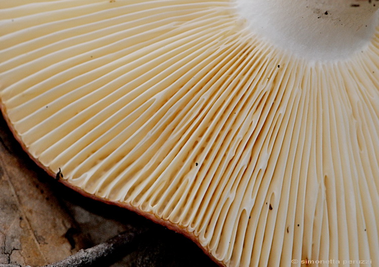 Russula dalla lecceta